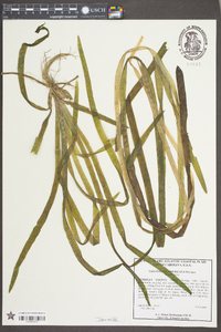 Vallisneria americana image