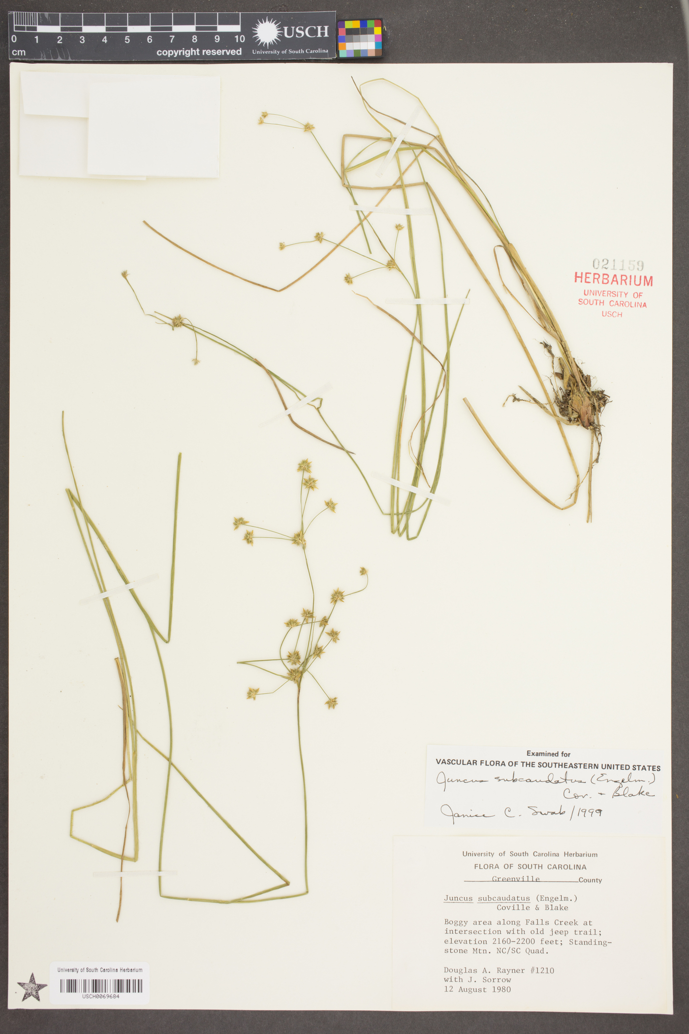 Juncus subcaudatus image