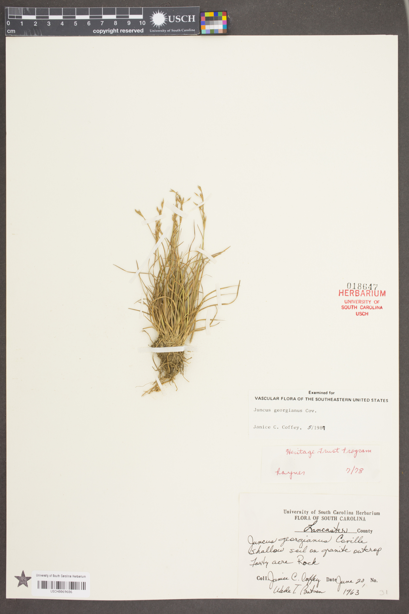 Juncus georgianus image