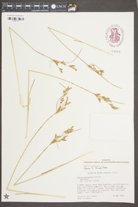 Juncus georgianus image