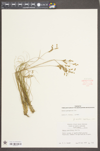 Juncus georgianus image