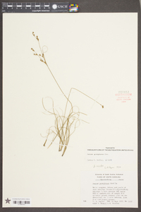 Juncus georgianus image