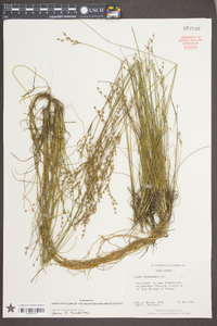 Juncus georgianus image