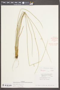 Juncus gymnocarpus image