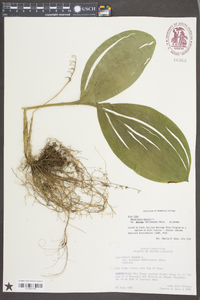 Convallaria majalis var. montana image