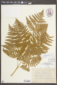 Pteridium aquilinum var. latiusculum image