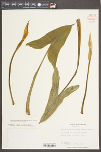 Peltandra sagittifolia image