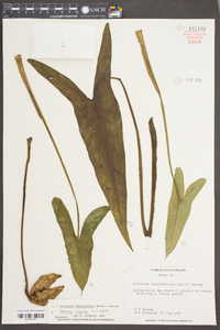 Peltandra sagittifolia image