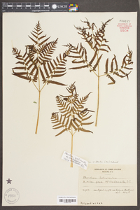 Pteridium aquilinum subsp. pseudocaudatum image