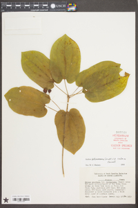 Smilax biltmoreana image