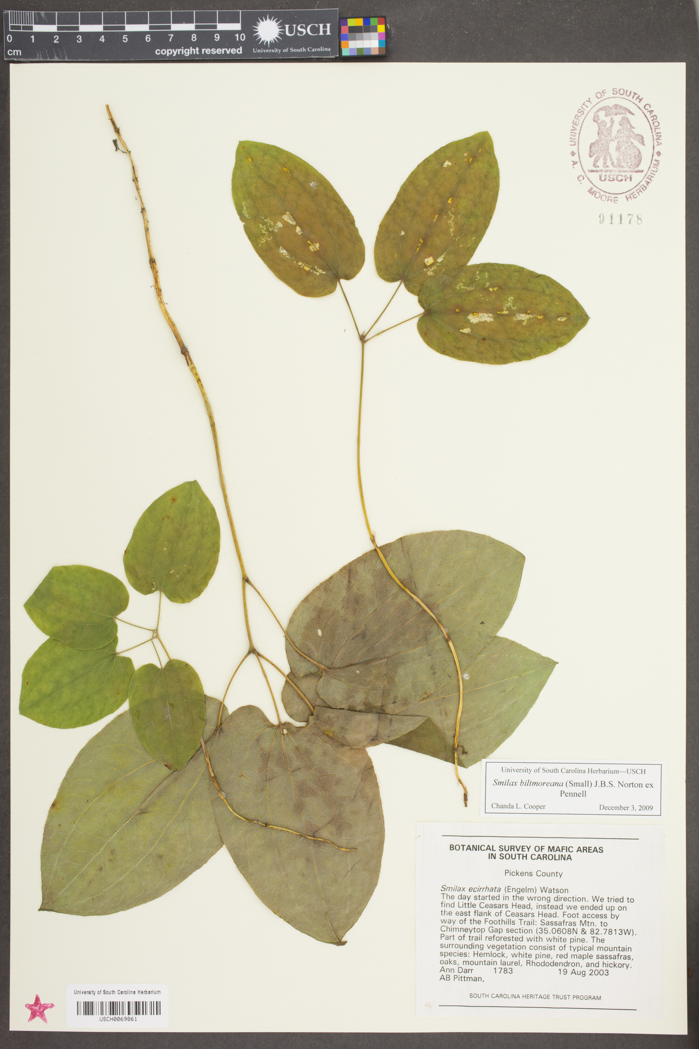 Smilax biltmoreana image