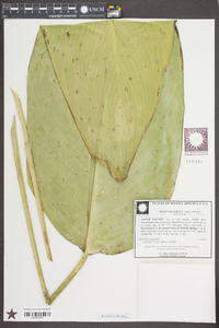 Thalia dealbata image