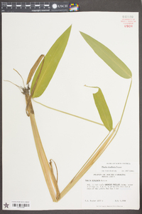 Thalia dealbata image