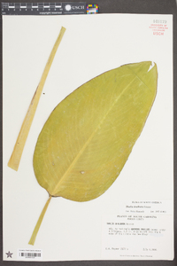 Thalia dealbata image