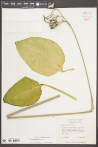 Thalia dealbata image