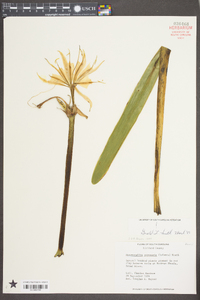 Hymenocallis coronaria image