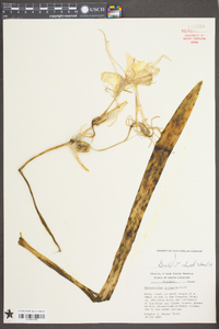 Hymenocallis coronaria image