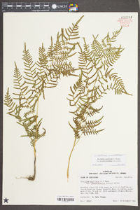 Pteridium aquilinum subsp. pseudocaudatum image