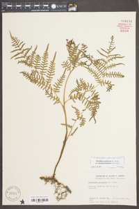 Pteridium aquilinum subsp. pseudocaudatum image