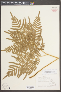 Pteridium aquilinum subsp. pseudocaudatum image