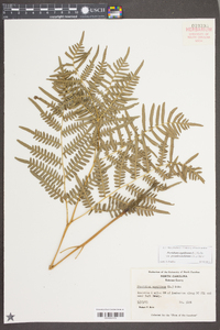 Pteridium aquilinum subsp. pseudocaudatum image