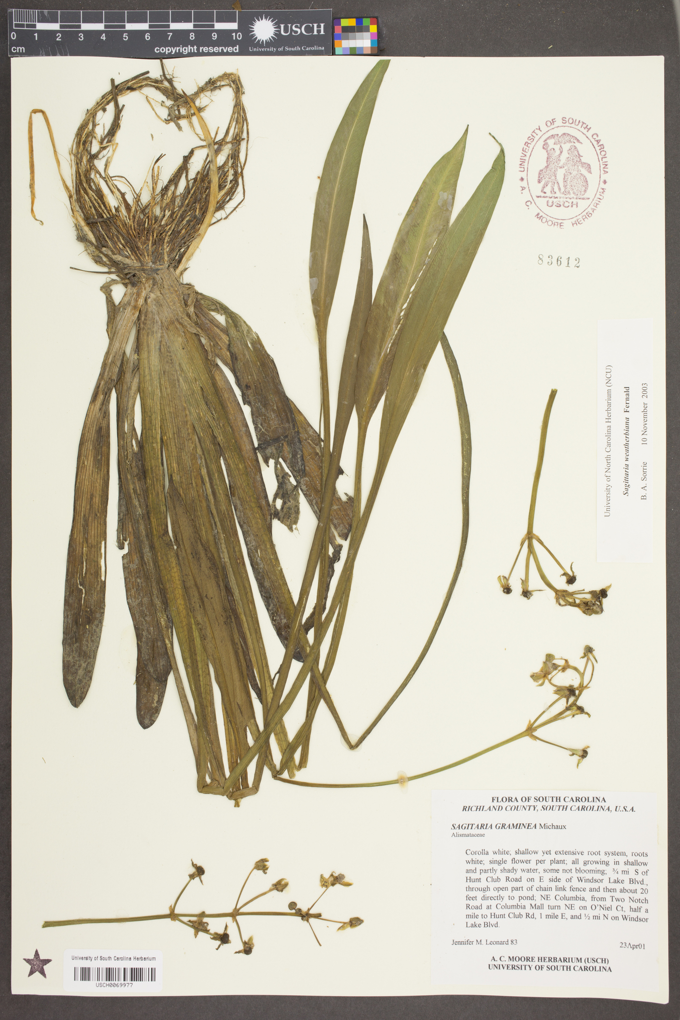 Sagittaria weatherbiana image