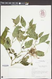 Solanum americanum image