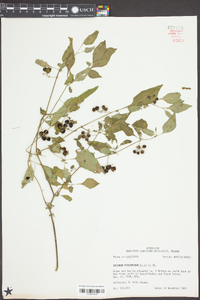 Solanum ptychanthum image