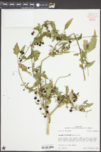 Solanum ptychanthum image