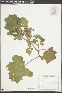 Solanum viarum image