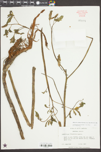 Sphenoclea zeylanica image