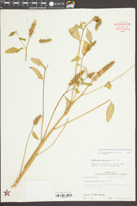 Sphenoclea zeylanica image