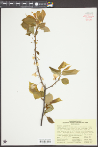 Halesia carolina image