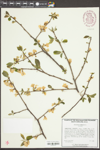 Halesia carolina image