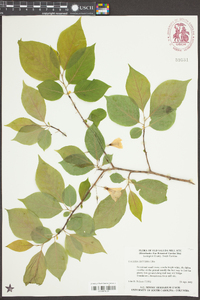 Halesia diptera image