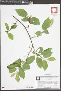 Halesia carolina image