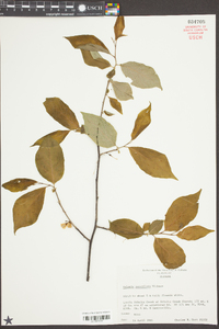 Halesia parviflora image