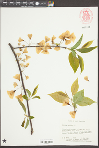 Halesia carolina image