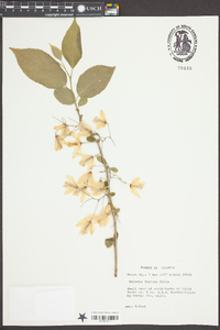 Halesia diptera image