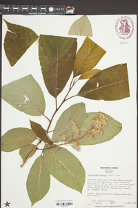 Pterostyrax hispidus image