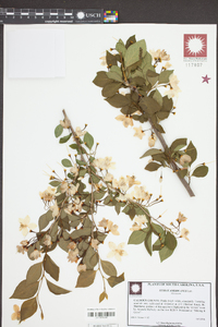 Styrax americanus image