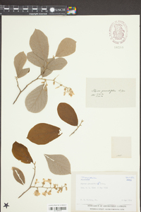 Styrax grandifolius image