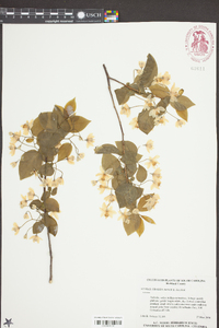 Styrax obassia image