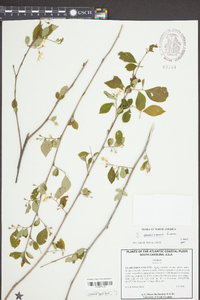 Styrax americanus image