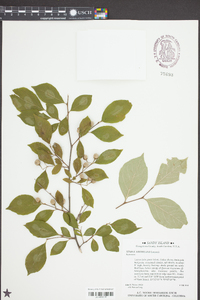 Styrax americanus image