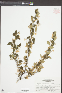 Styrax americanus image