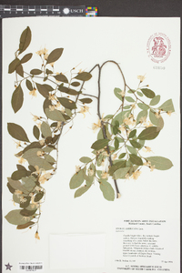 Styrax americanus image