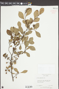 Styrax americanus image