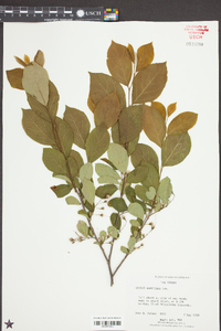 Styrax americanus image