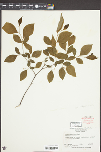 Styrax americanus image